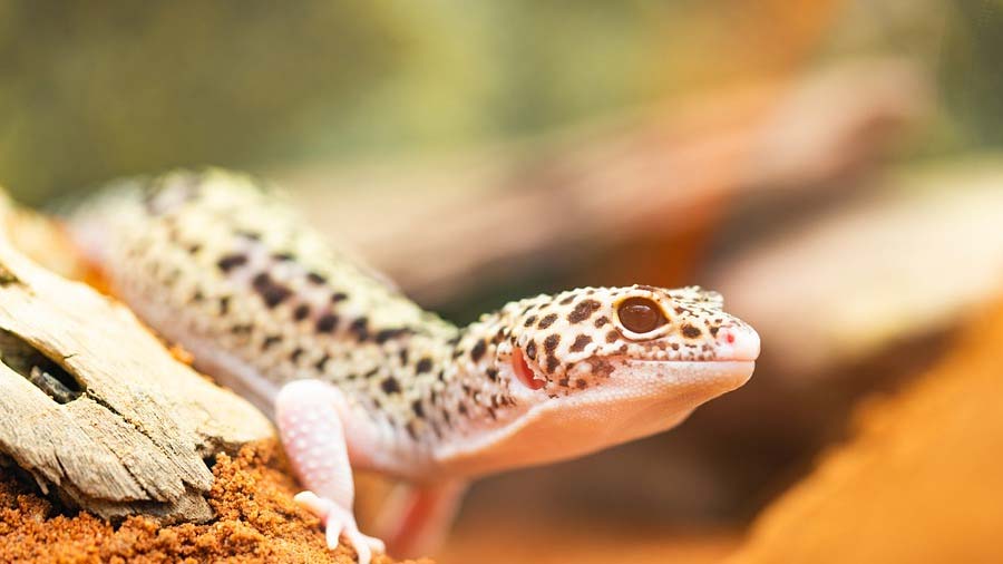 Ein Leopardengecko - ein gutes Anfänger Terrarientier
