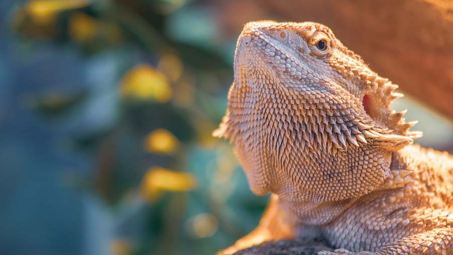 Bartagame im Terrarium