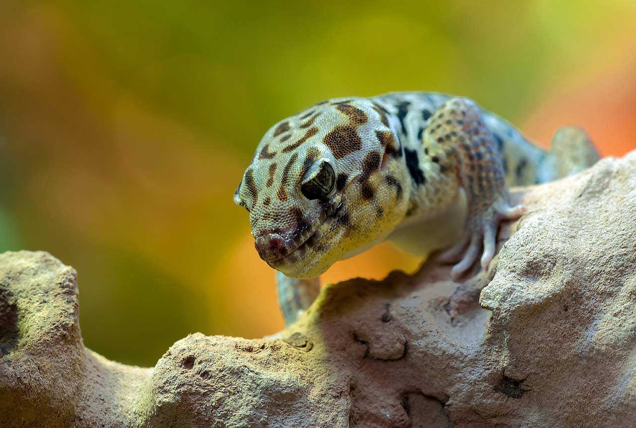 Gecko im Terrarium